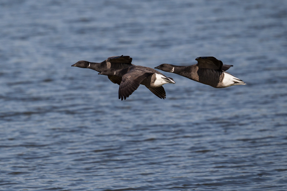 Ringelgänse auf Texel