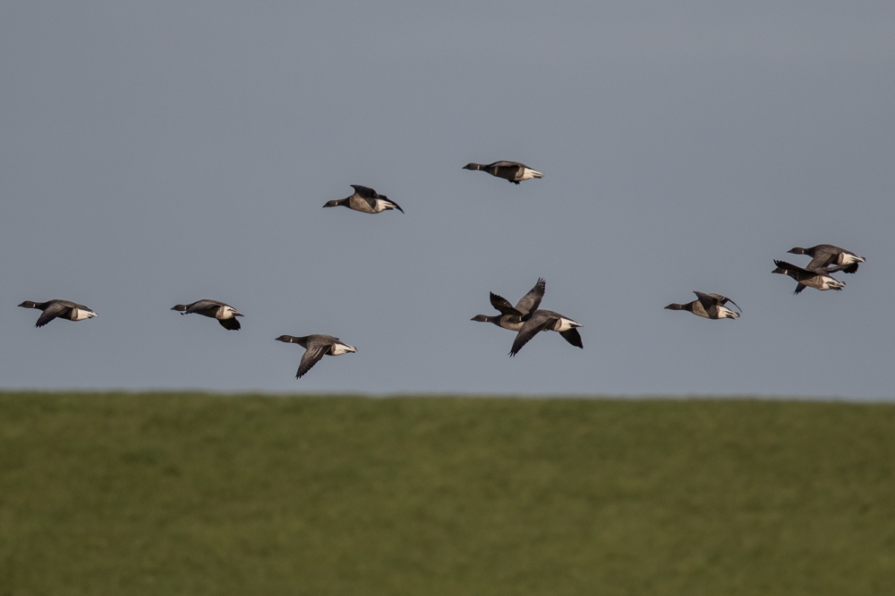 Ringelgänse auf Texel III