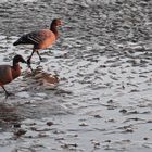 Ringelgänse (Branta bernicla bernicla) im Watt...