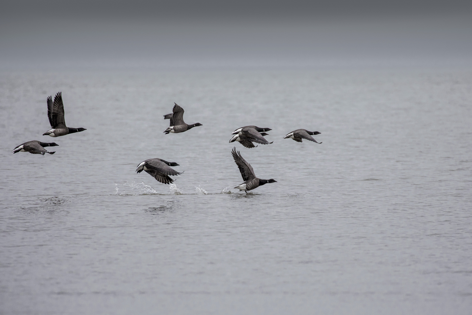 Ringelgänse im März an dänischer Nordseeküste