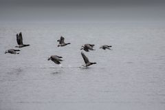 Ringelgänse im März an dänischer Nordseeküste