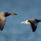 Ringelgänse im Tiefflug