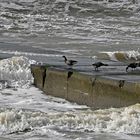 Ringelgänse trotzen dem Sturm auf einer Borkumer Buhne