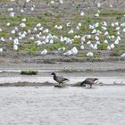 Ringelgänse vor einem Schwarm Möwen auf dem Vorland von Neuharlingersiel