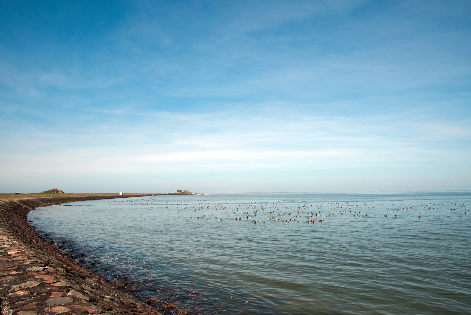 Ringelgänse vor Hallig Hooge