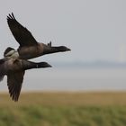 Ringelgans (Branta bernicla)