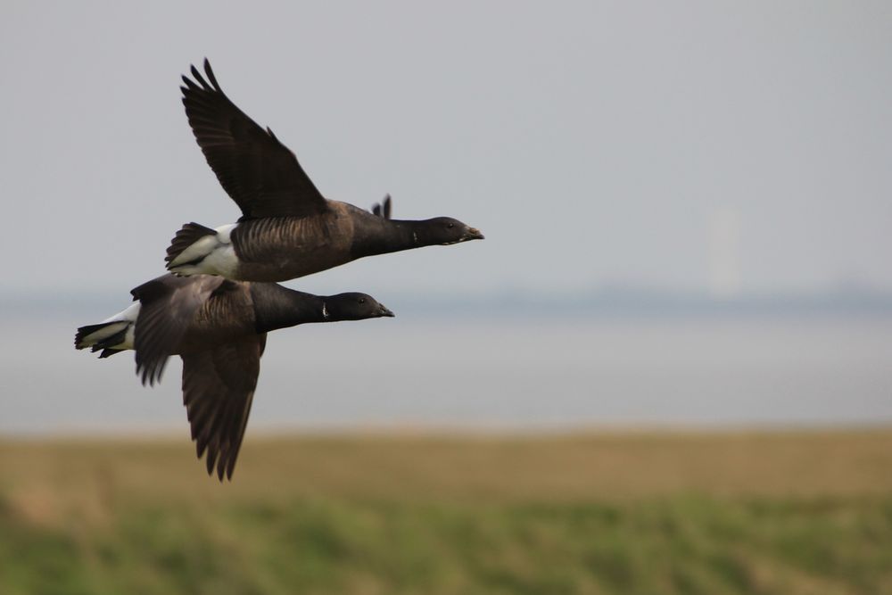 Ringelgans (Branta bernicla)