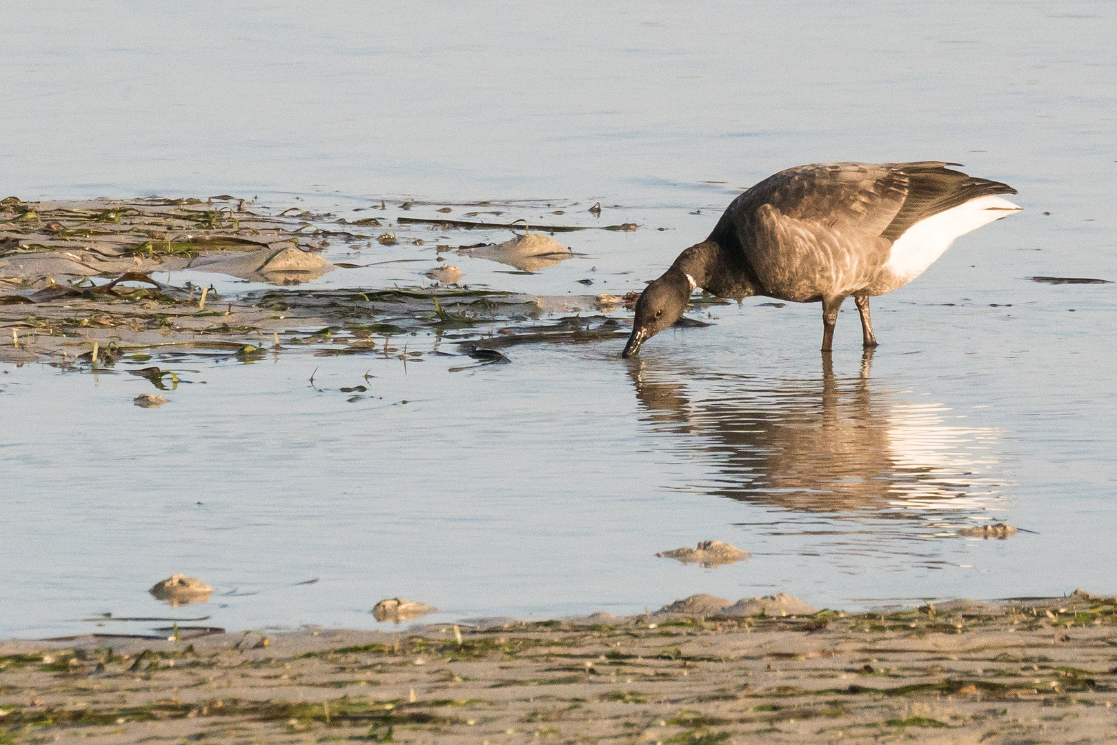 Ringelgans (Branta bernicla) Seegras fressend (ILE DE BATZ, BRETAGNE)