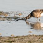 Ringelgans (Branta bernicla) Seegras fressend (ILE DE BATZ, BRETAGNE)