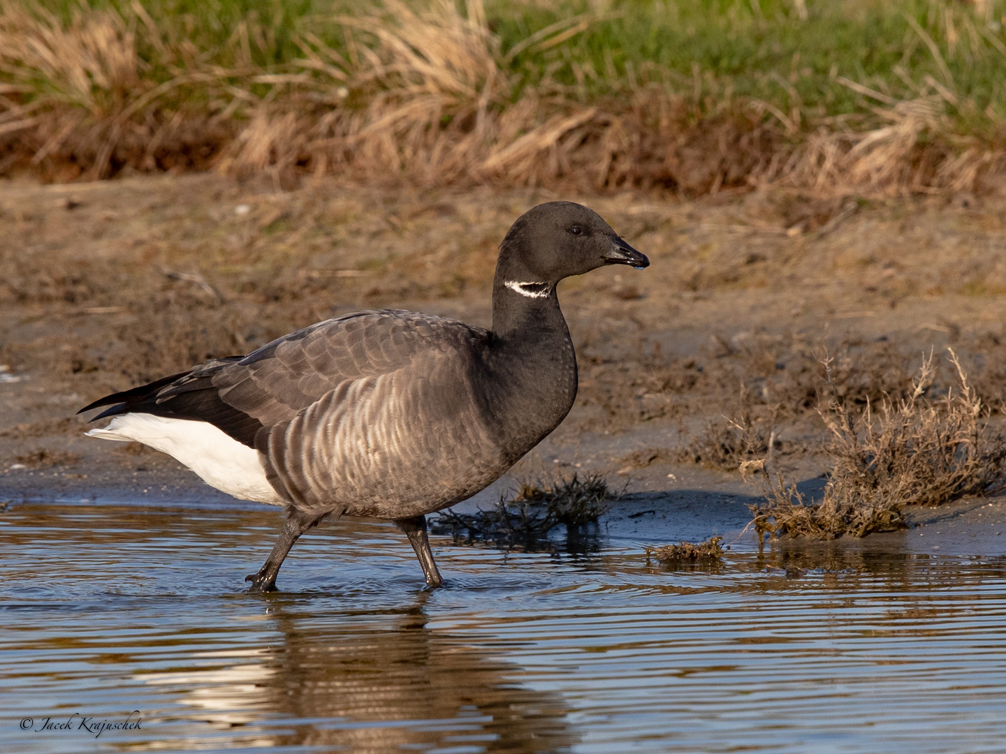 RINGELGANS (Branta bernikla)