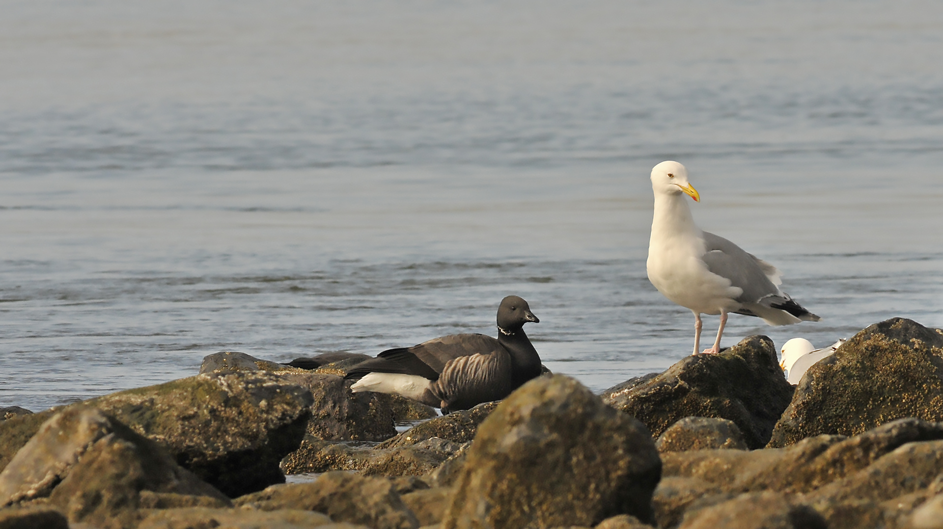 Ringelgans trifft Silbermöwe auf Borkum