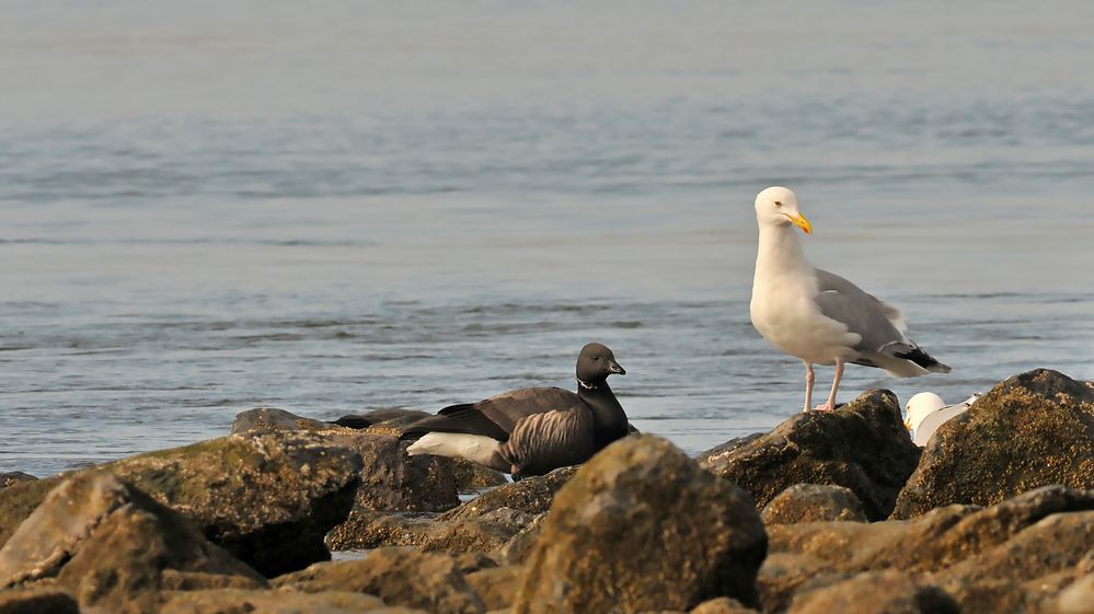 Ringelgans trifft Silbermöwe auf Borkum