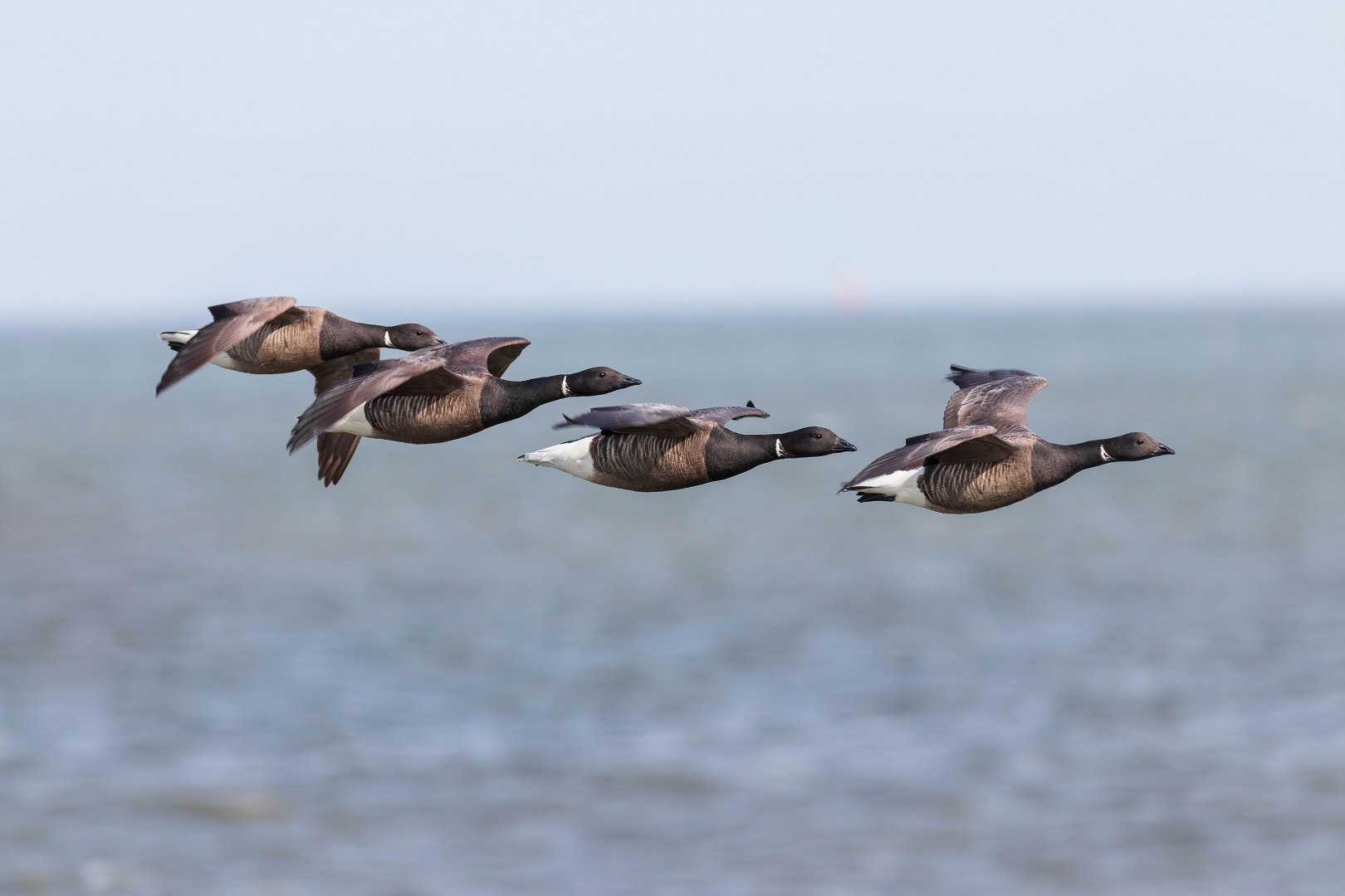 Ringelgansgeschwader über dem Wattenmeer