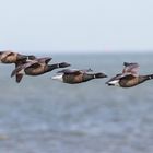 Ringelgansgeschwader über dem Wattenmeer