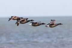 Ringelgansgeschwader über dem Wattenmeer