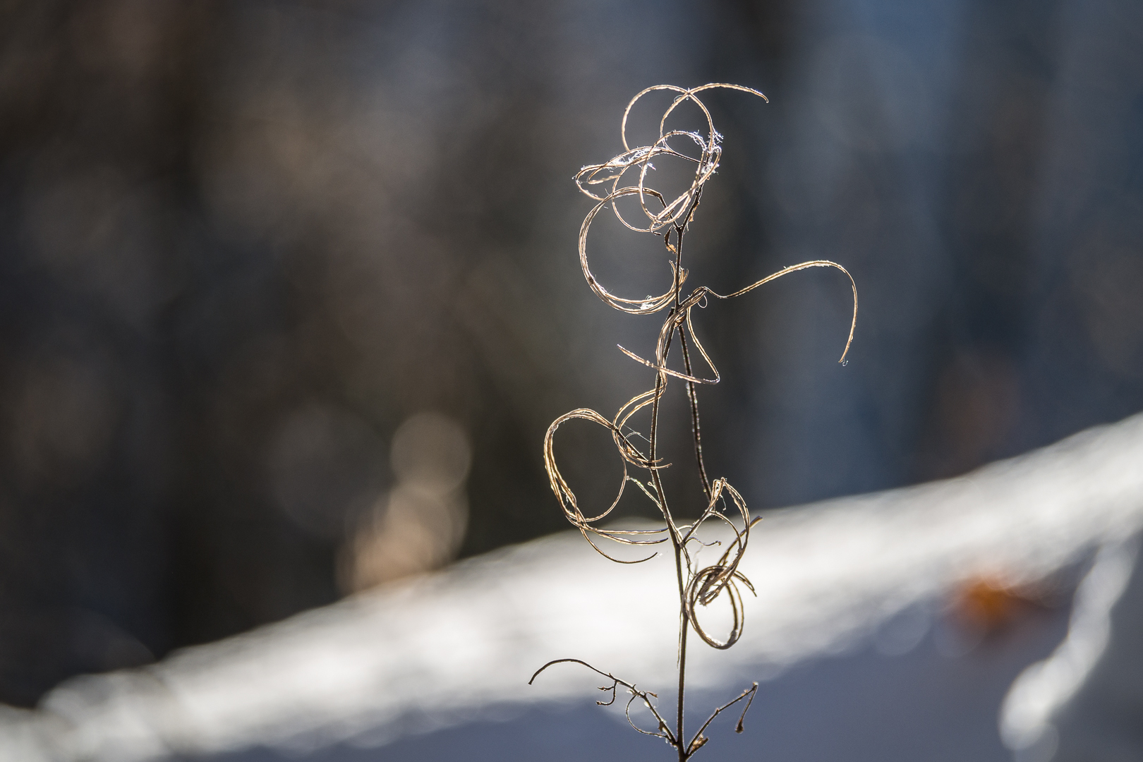 Ringelgras im Winterwald