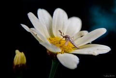 Ringelmücke (10 Bilder)