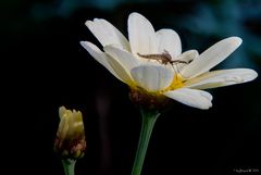 Ringelmücke (18 Bilder)