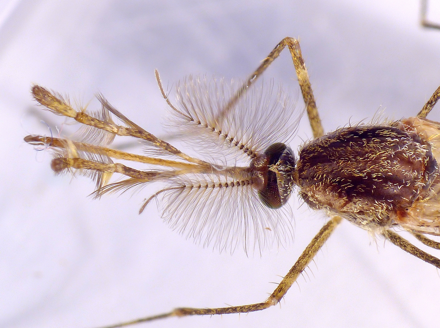 Ringelmücke (Culiseta annulata) - Supermakro