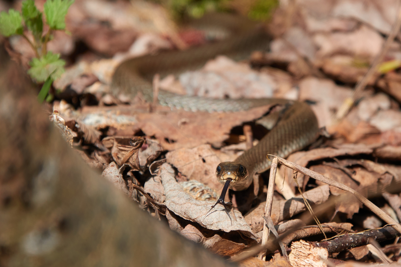Ringelnatter Foto & Bild | tiere, wildlife, amphibien & reptilien