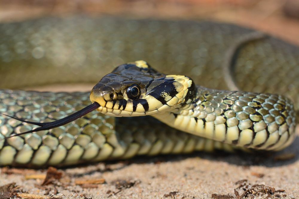 Ringelnatter Foto & Bild | tiere, wildlife, amphibien & reptilien