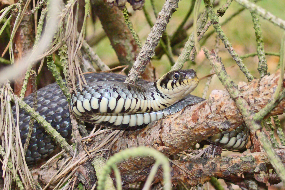 Ringelnatter Foto & Bild | tiere, wildlife, amphibien & reptilien
