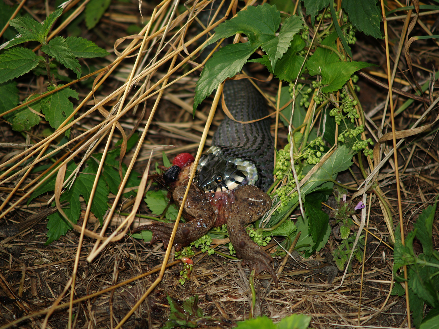 Ringelnatter Foto & Bild | tiere, natur Bilder auf fotocommunity