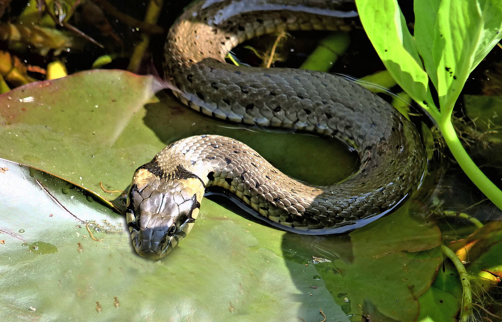 Ringelnatter Foto & Bild | natur, tiere, wildlife Bilder ...