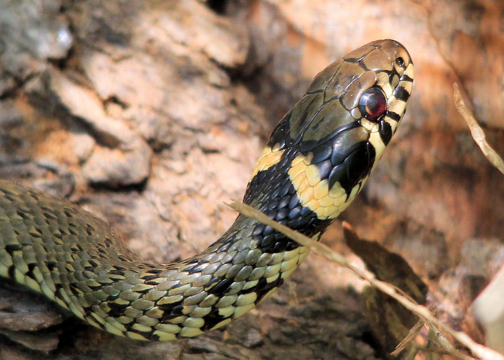 Ringelnatter Foto Bild tiere wildlife schlange Ringelnatter Foto Bild tiere wildlife schlange