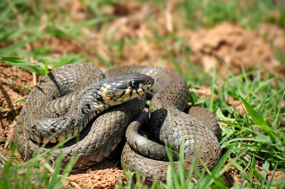 Ringelnatter Foto & Bild | tiere, wildlife, amphibien & reptilien