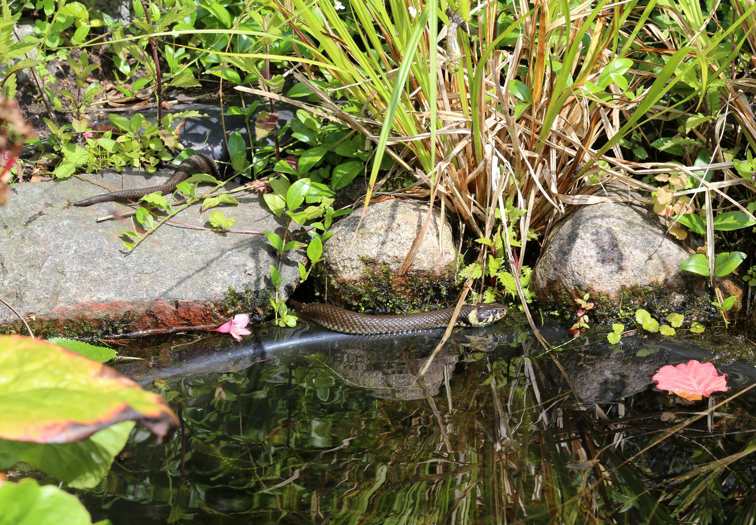 Ringelnatter am Gartenteich