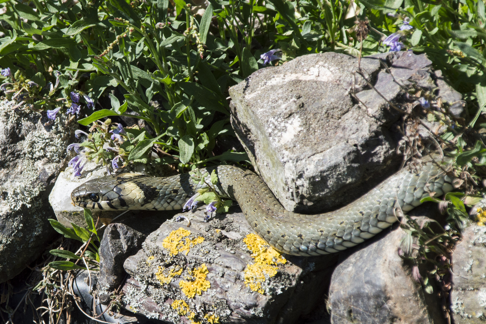 Ringelnatter am Gartenteich Foto & Bild tiere, wildlife, amphibien