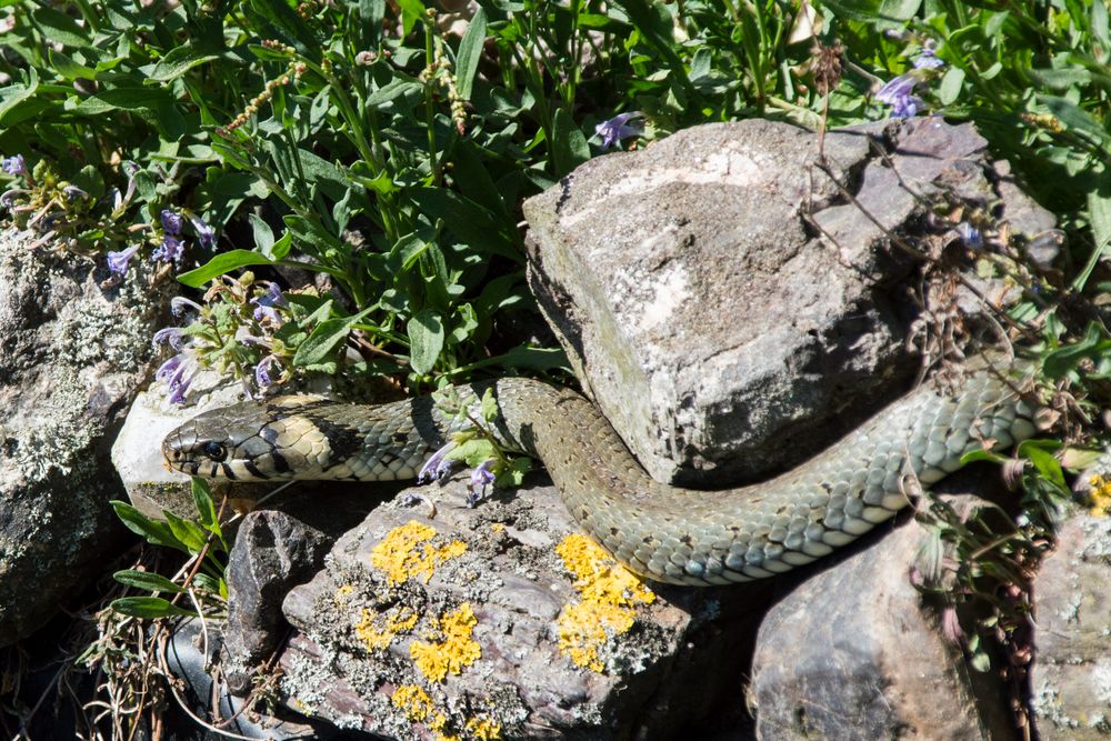 Ringelnatter am Gartenteich Foto & Bild tiere, wildlife, amphibien