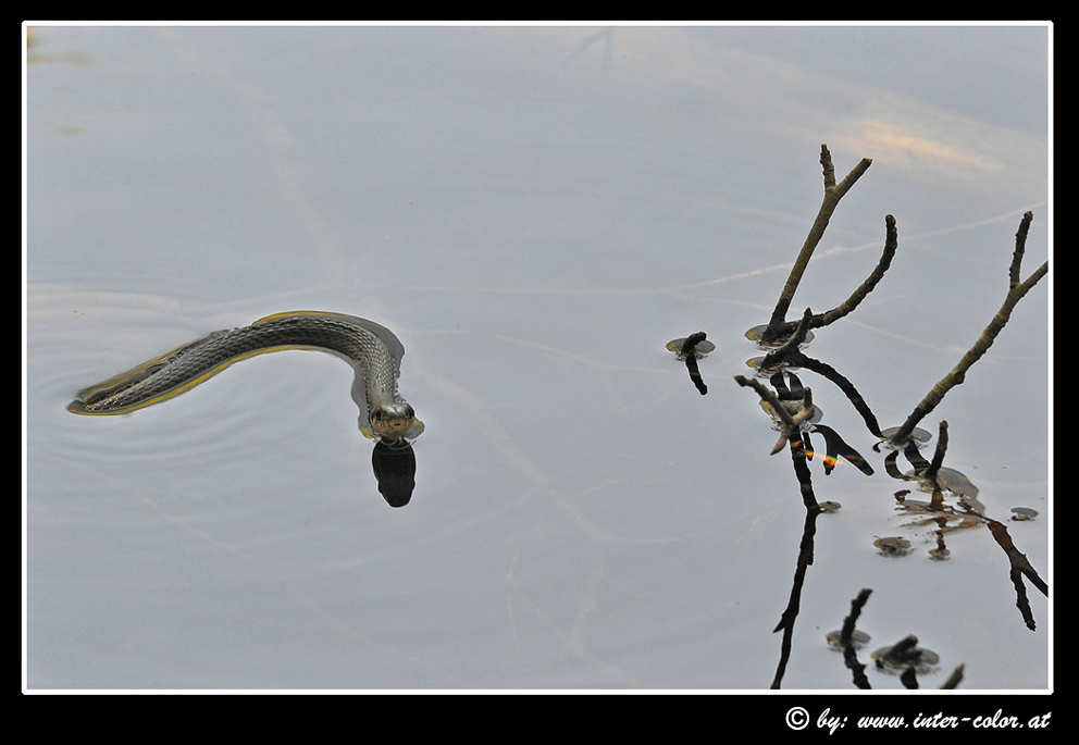 Ringelnatter am Langbathsee