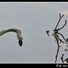 Ringelnatter am Langbathsee