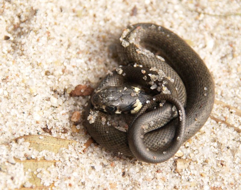 Ringelnatter am Strand