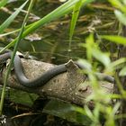 Ringelnatter am Teich