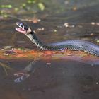 Ringelnatter am Waldteich