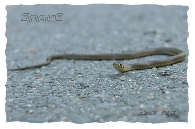 Ringelnatter auf dem Asphalt