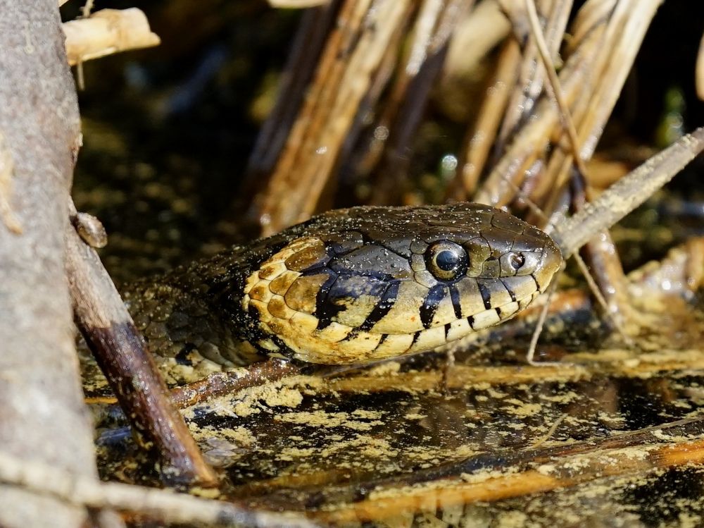 Ringelnatter auf der Jagd Foto & Bild | natur, wildlife, schersach