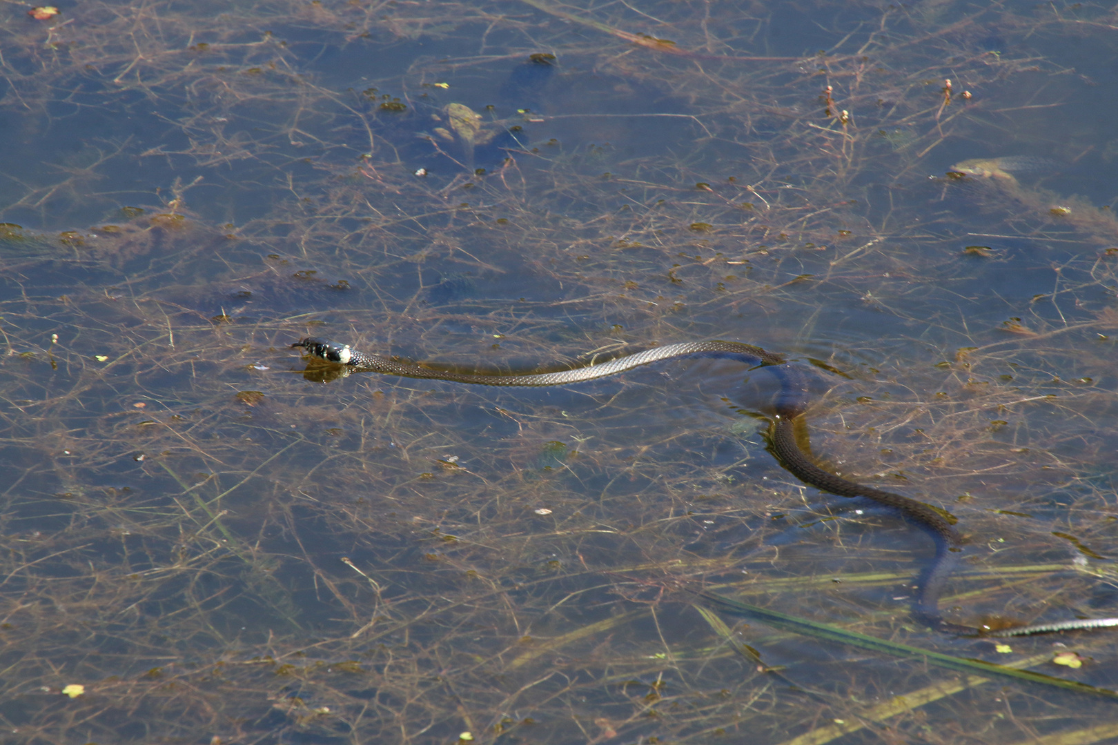 Ringelnatter auf der Jagd