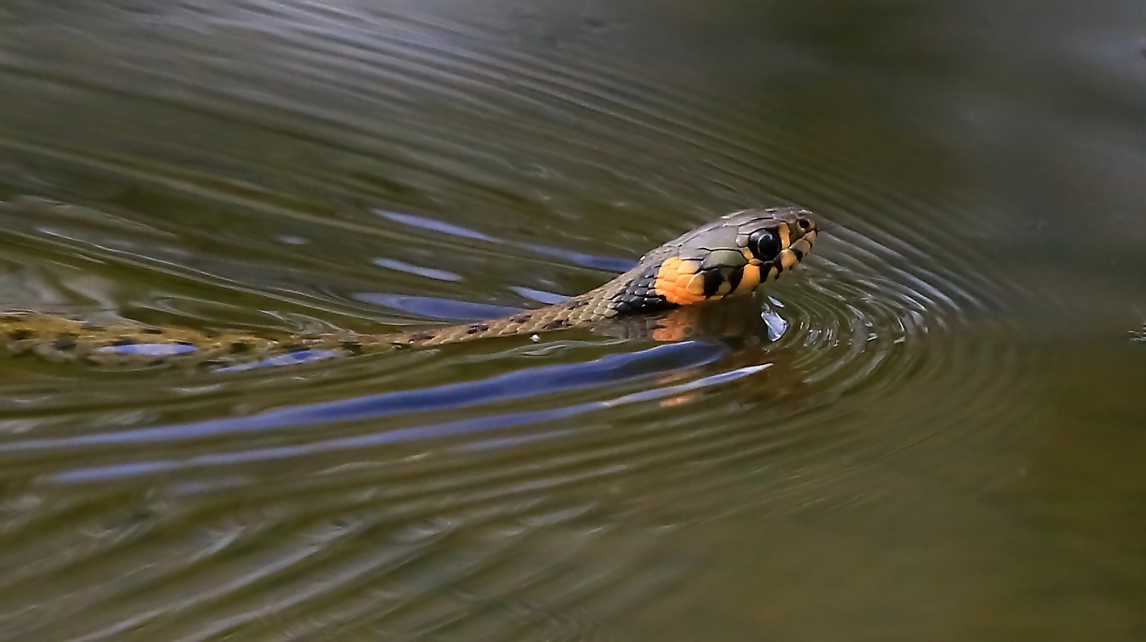 Ringelnatter auf der Jagd