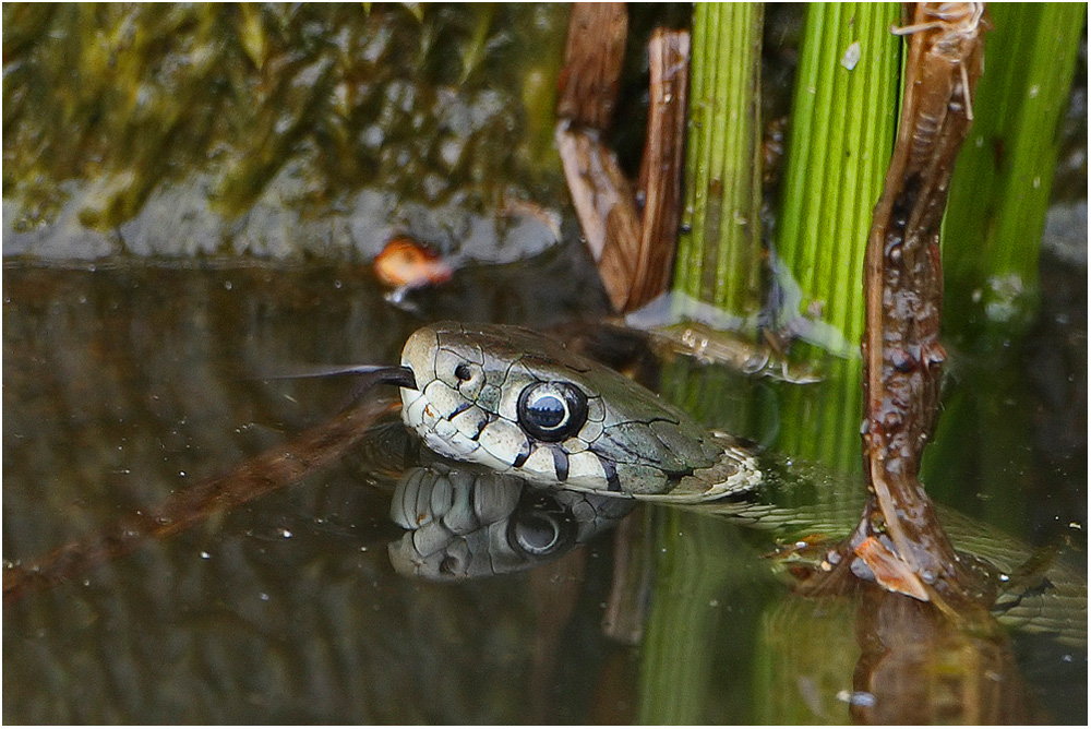 Ringelnatter auf der Lauer