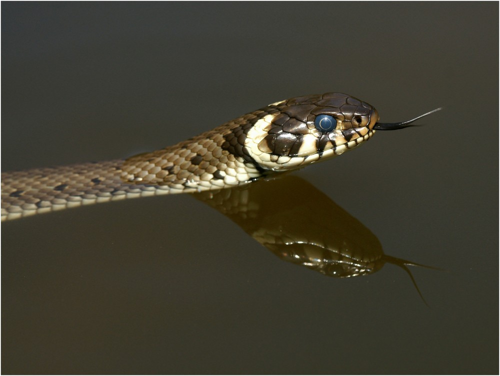 Ringelnatter auf der Lauer - Blauauge sei wachsam