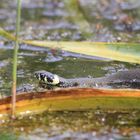 Ringelnatter auf Usedom