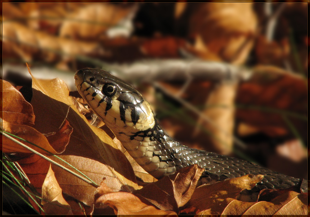 Ringelnatter beim herbstlichen Sonnenbad am Seeufer