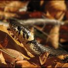 Ringelnatter beim herbstlichen Sonnenbad am Seeufer