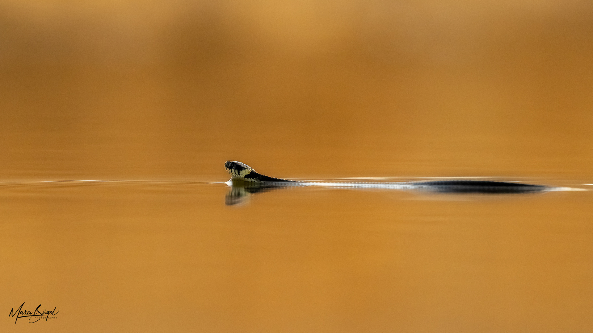 Ringelnatter beim schwimmen über den See