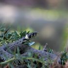 Ringelnatter beim Sonnenbad