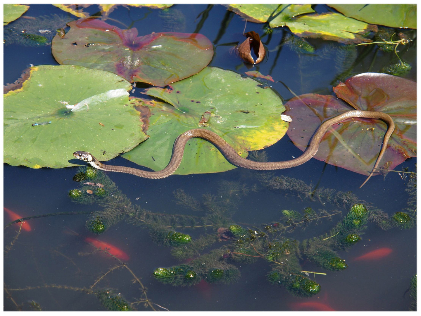 Ringelnatter beim Sonnenbaden